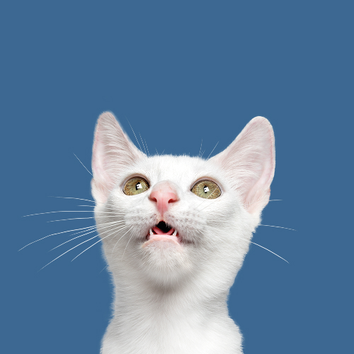 user Santiago Riesco Pérez