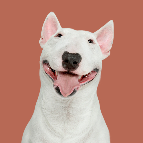 user Wilma Rodríguez