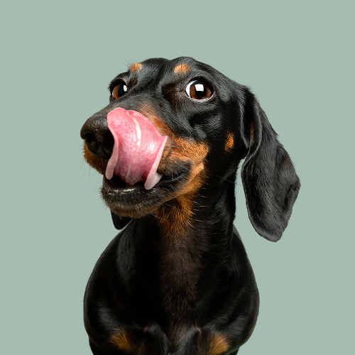 user Laia Palomo Cosmo