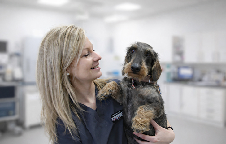 veterinary Gemma Massachs Taberner