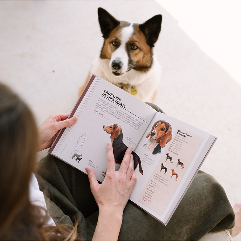 El perro mestizo - Libro en español
